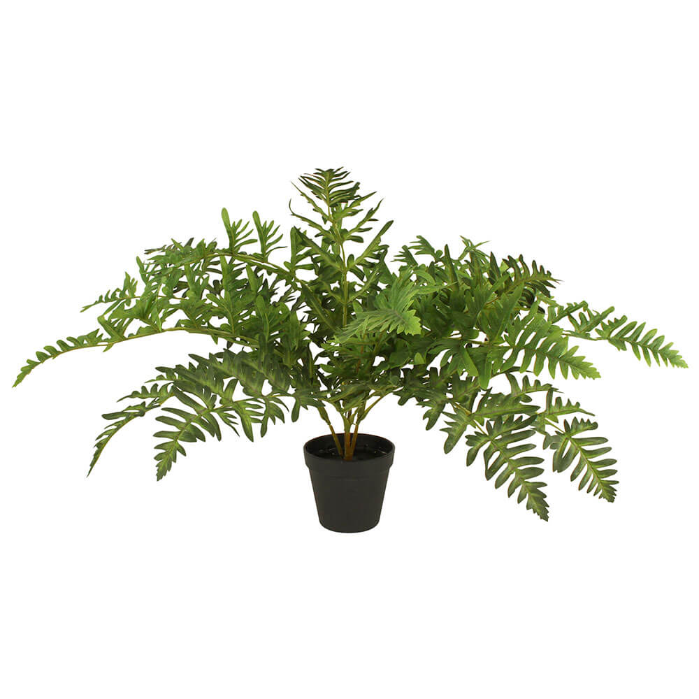 Potted Fern Plant 50cm