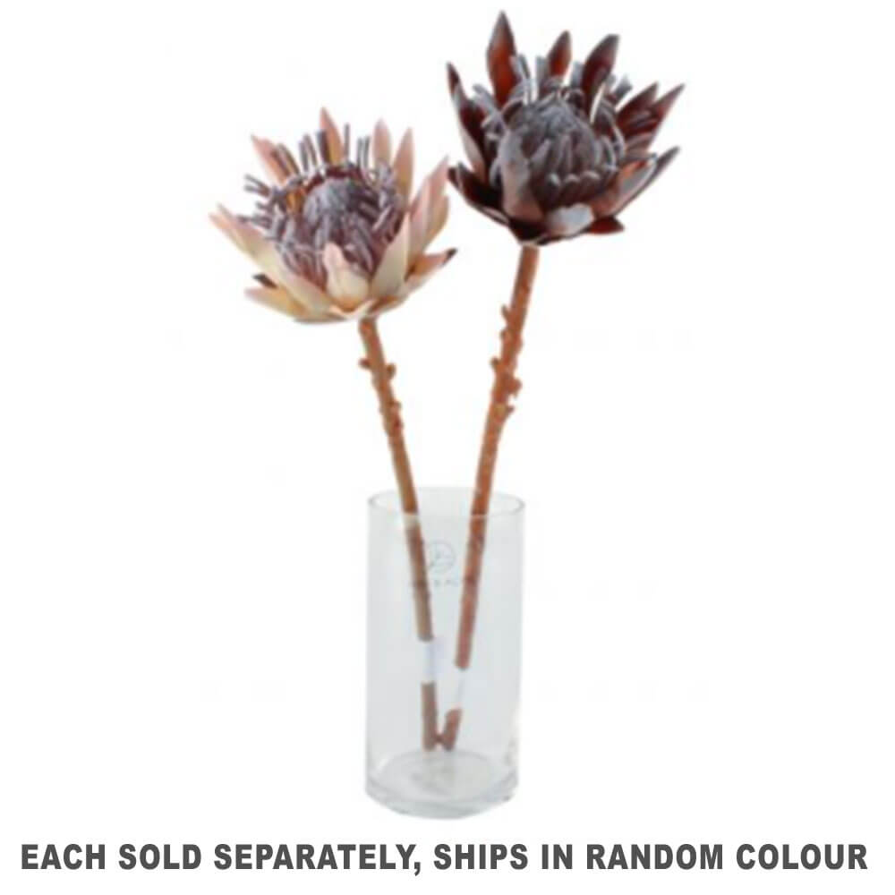 Dried King Protea Flower