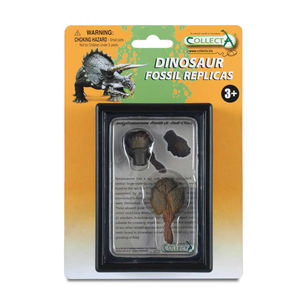 CollectA Tooth and Tails of Ankylosaurus in Display Case