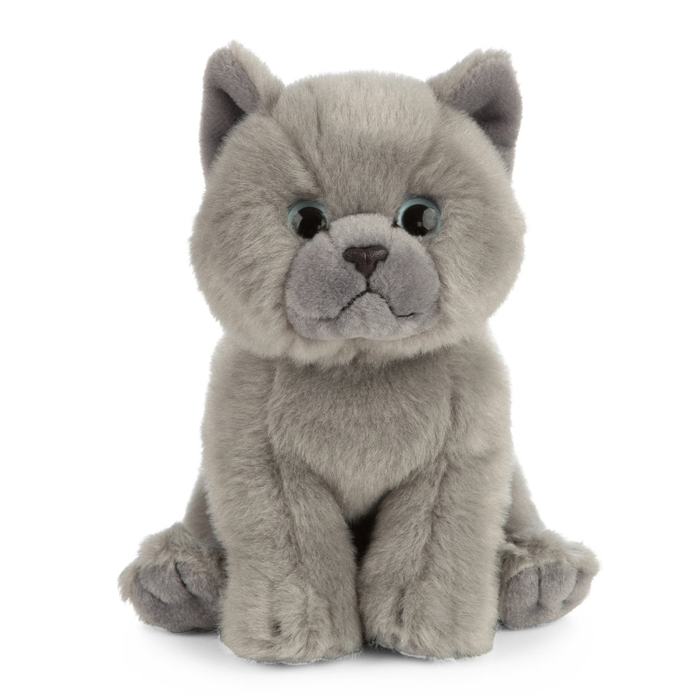 Living Nature British Grey Shorthair Kitten