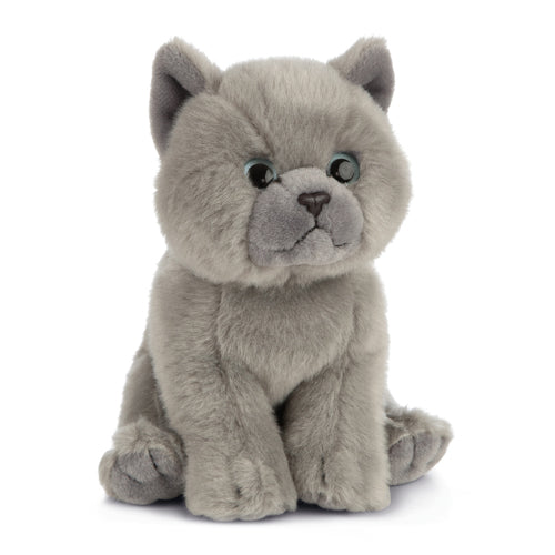 Living Nature British Grey Shorthair Kitten