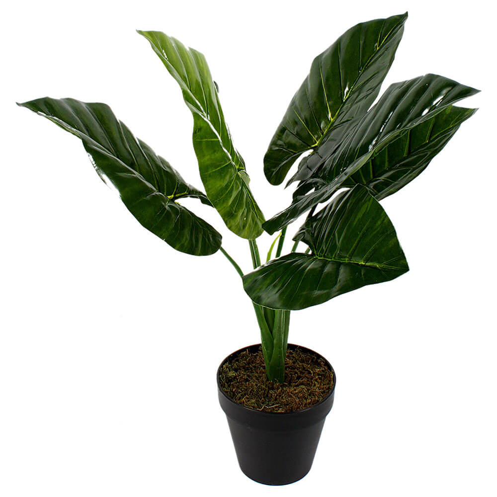 Taro Leaf Plant in Pot Green 60cm