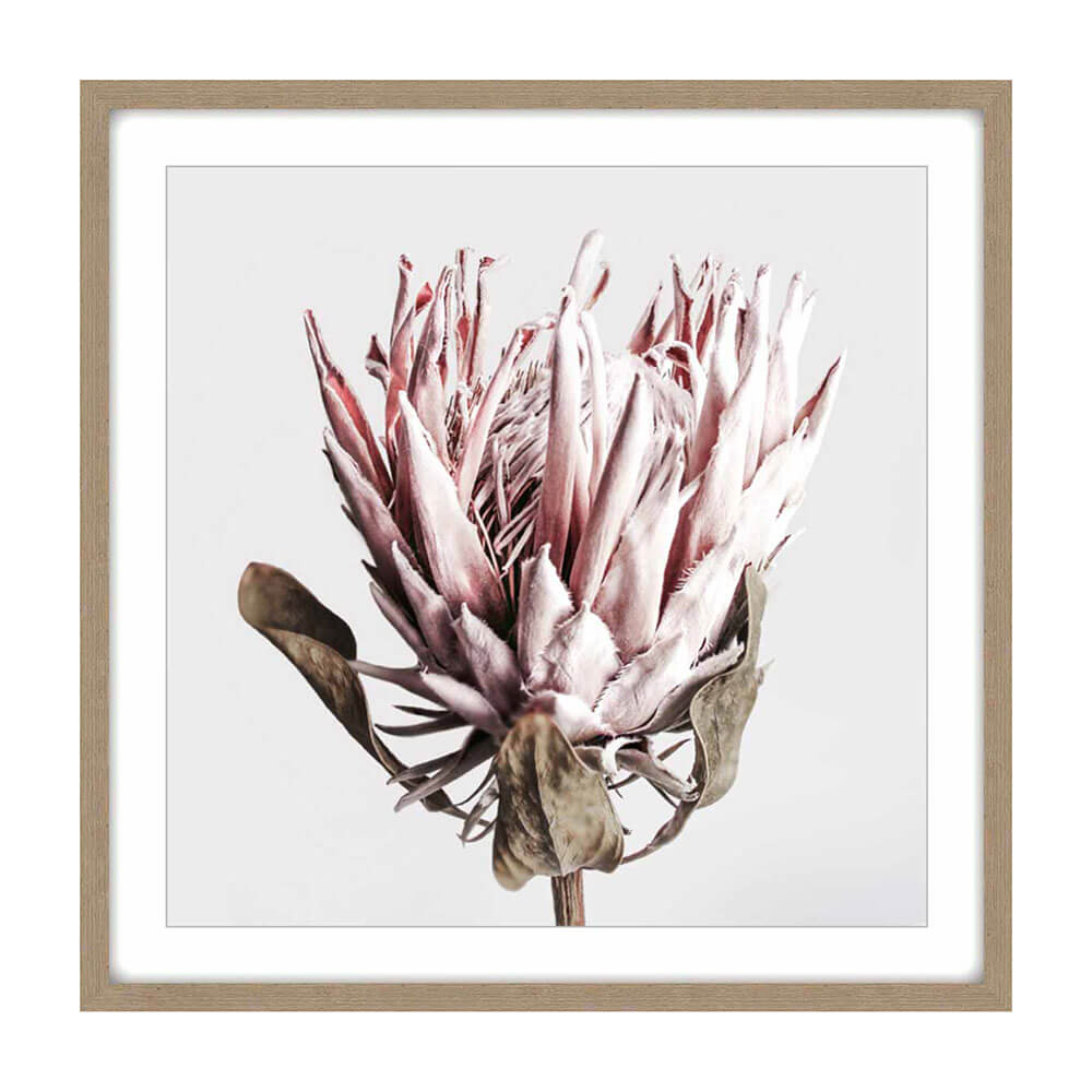 Madie Dried Protea Canvas in Timber Frame (80x80x3.3cm)