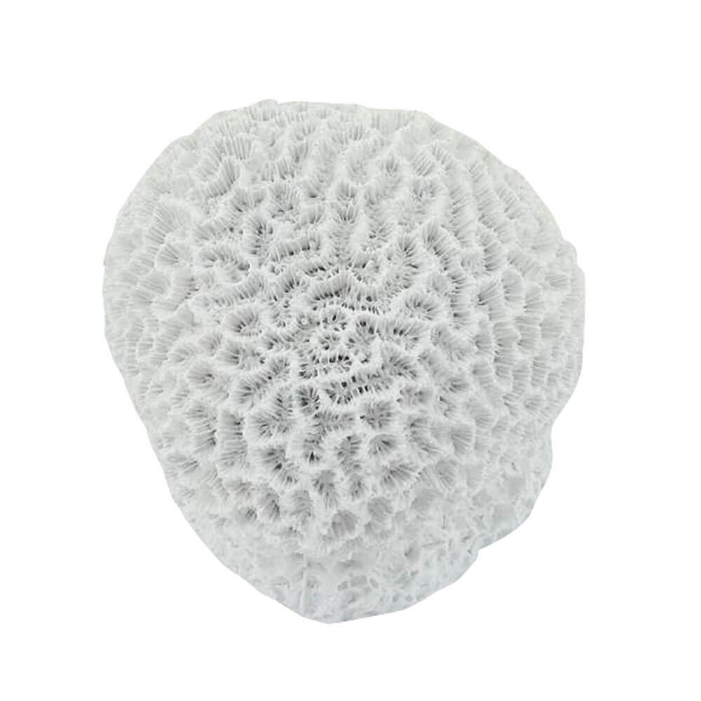 7 Seas Brain Coral Large (11x11x9cm)