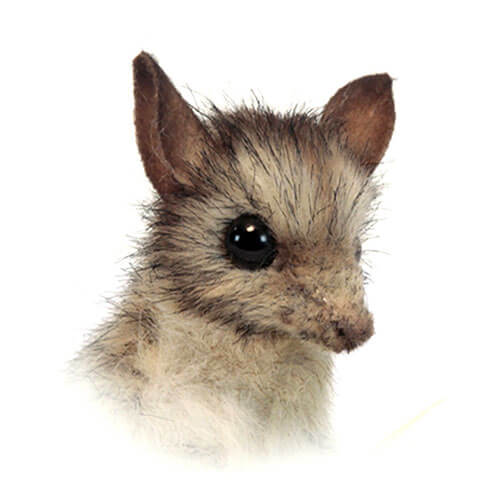 Hansa Grey Leadbetter Possum