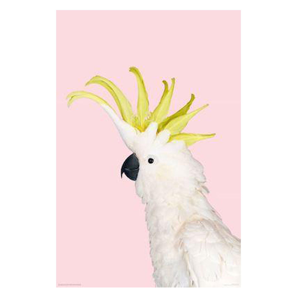 White Cockatoo On Pink Poster