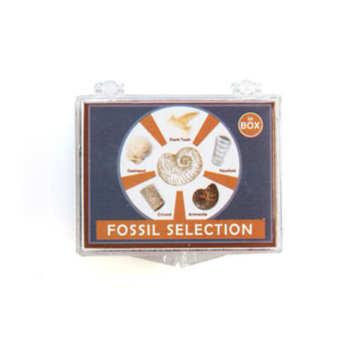 Fossil Selection Box