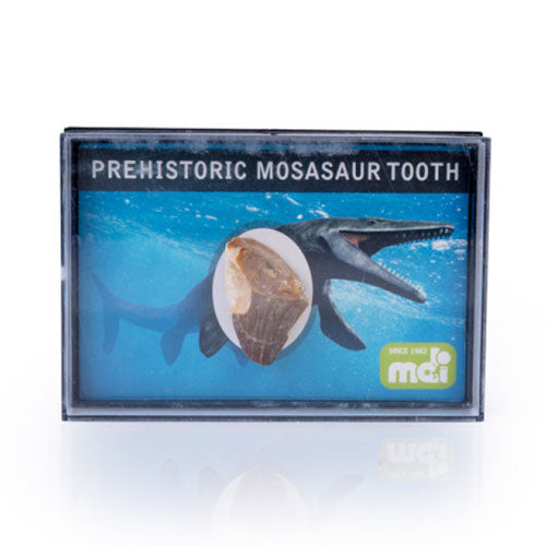 Prehistoric Mosasaur Tooth