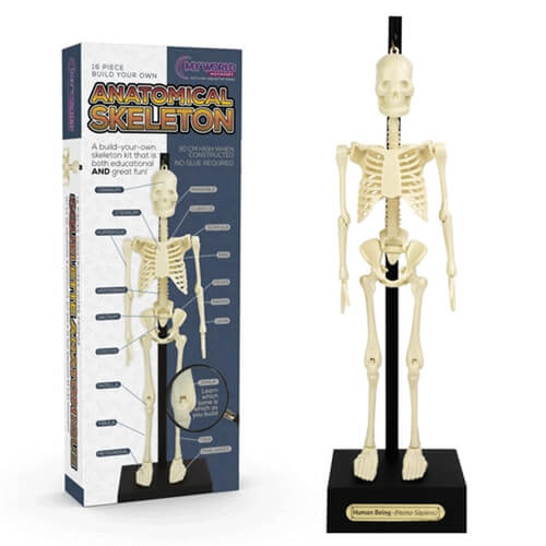 Teaching Aid Anatomical Skeleton